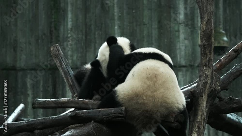 Baby panda Beixia plays at Chengdu Panda Base in Sichuan province, China