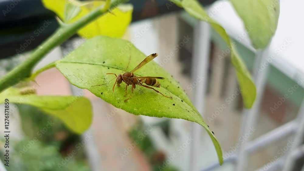 A macro view of a yellow paper wasp, bumble bee hornet collecting mud on a lemon tree leaf A macro view of a yellow paper wasp, bumble bee hornet collecting mud on a lemon tree leaf
