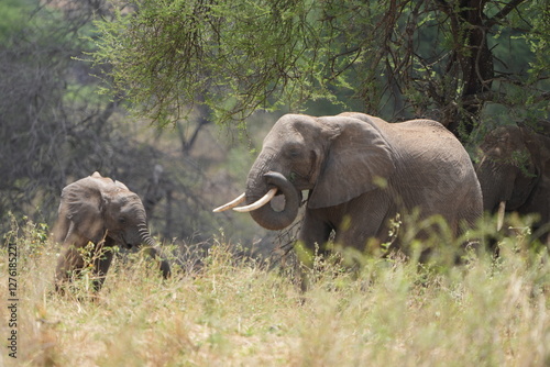 Photography elephants in the wild, african elephants, tarangire national park