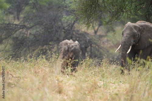 elephants in the wild, african elephants, tarangire national park photo