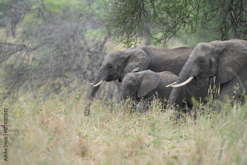 Canvas Print elephants in the wild, african elephants, tarangire national park
