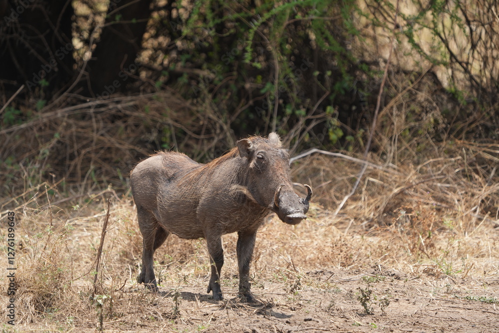 Fototapeta premium warthog (pumba) standing in tarangire national park tanzania