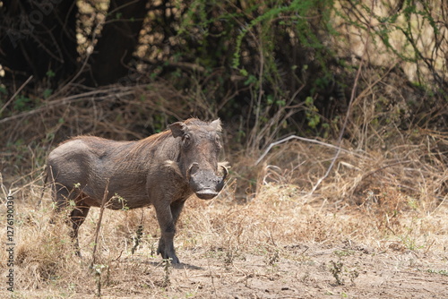 Valokuva warthog (pumba) standing in tarangire national park tanzania, looking into the c