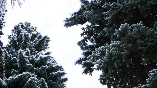 Snowstorm in the forest, winter landscape. Heavy snowfall in the city park. Winter landscape - a snow-covered park with beautiful trees, covered with hoarfrost