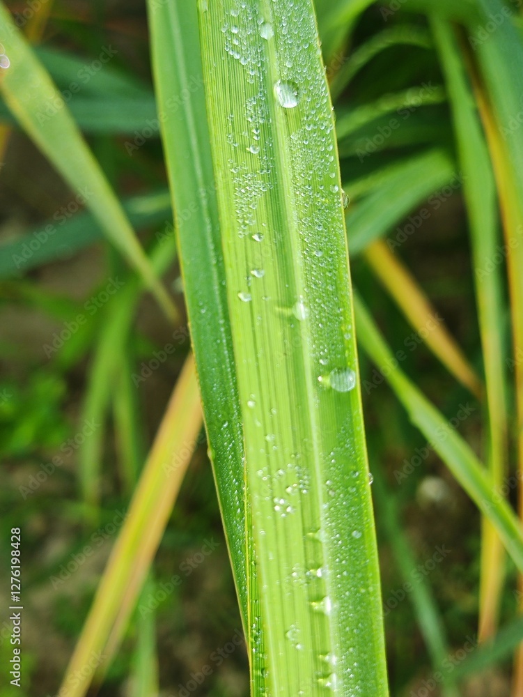 Close-Up of Dew Drops on Green Leaf Close-Up of Dew Drops on Green Leaf