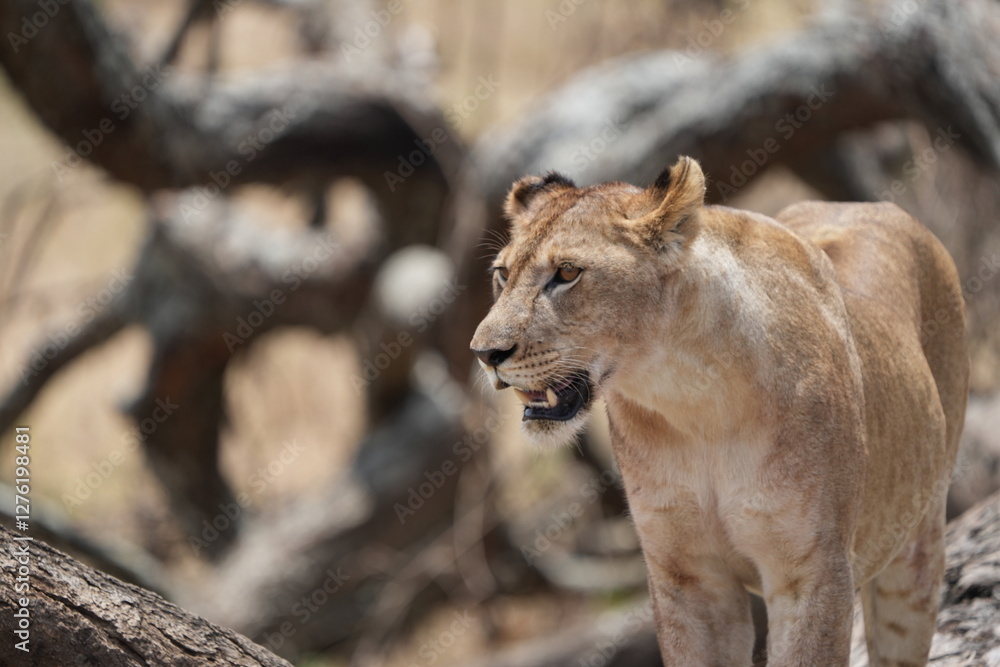portrait headshot of a lioness in the tarangire national park tanzania, safari, tourism female lion portrait headshot of a lioness in the tarangire national park tanzania, safari, tourism female lion