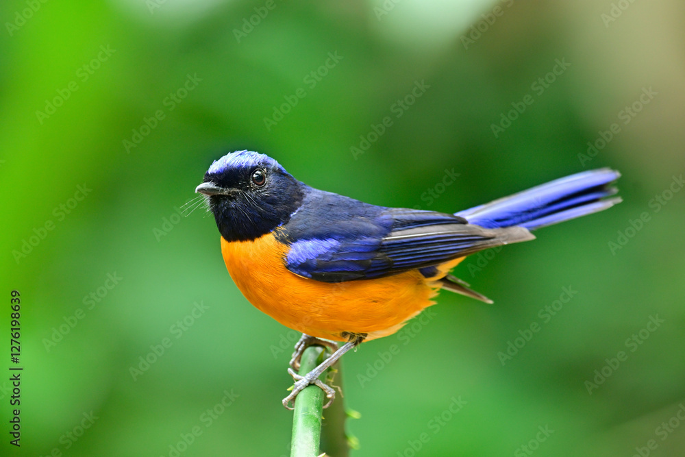 bird with black face blue wings and orange belly perching on green stick, male of rufous-bellied niltava bird with black face blue wings and orange belly perching on green stick, male of rufous-bellied niltava
