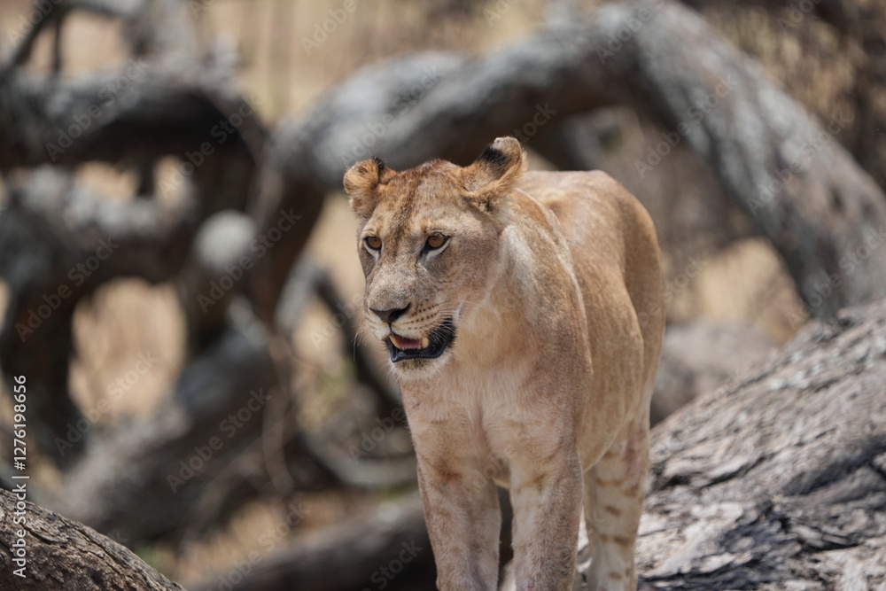portrait headshot of a lioness in the tarangire national park tanzania, safari, tourism female lion portrait headshot of a lioness in the tarangire national park tanzania, safari, tourism female lion
