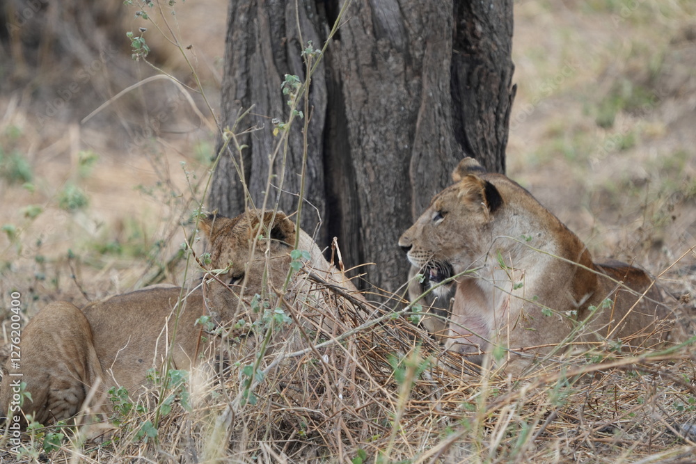 pair of female lionesses laying in the grass under a tree in the savannah of tarangire national park tanzania pair of female lionesses laying in the grass under a tree in the savannah of tarangire national park tanzania