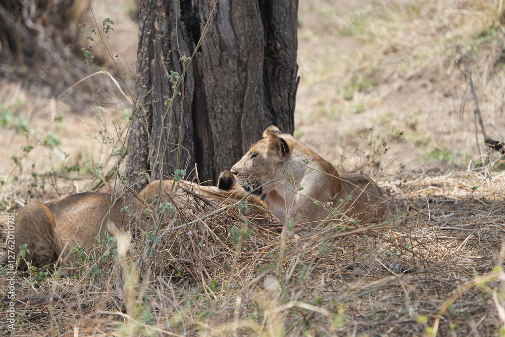 Fototapeta premium portrait of a pair of lionesses lying in the savannah in tarangire national park tanzania