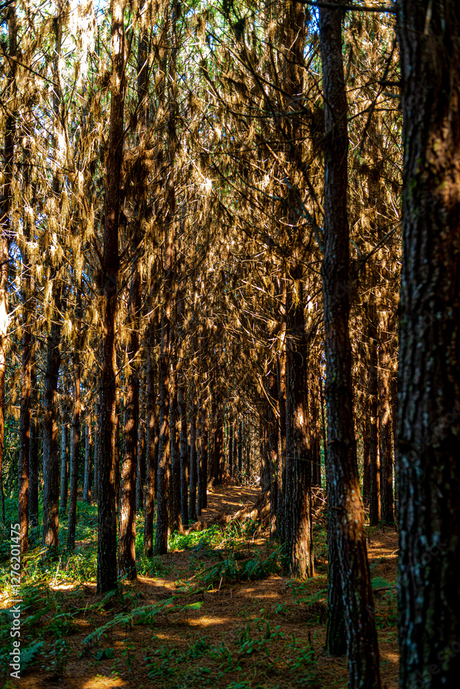 Obraz premium Reforestation of pinus elliot within a forest on the farm. Wood widely used in the pulp industry and in civil construction and furniture.