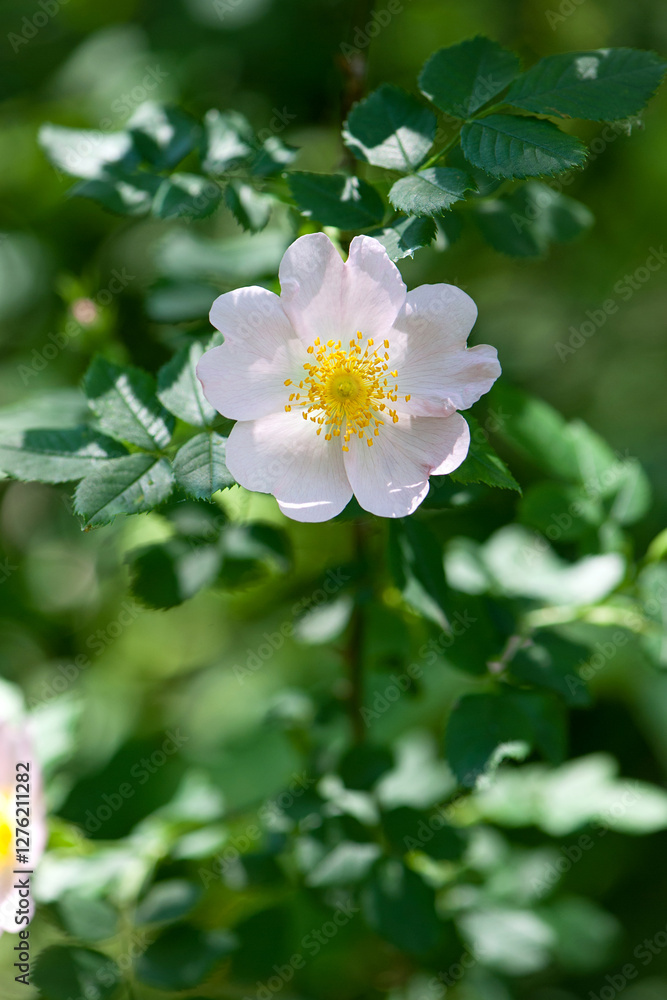 Obraz premium beautiful rosehip flower close up. Rosehip, Rosa canina light pink flowers bloom on the branches, beautiful wild shrub. Rosa woodsii, a variety of rose hips known as woods or indoor rose. text