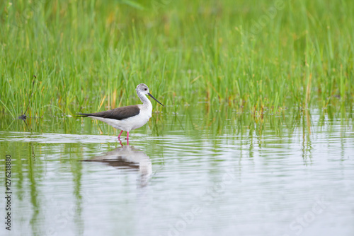 A black winged stilt walking in water on a cloudy day photo