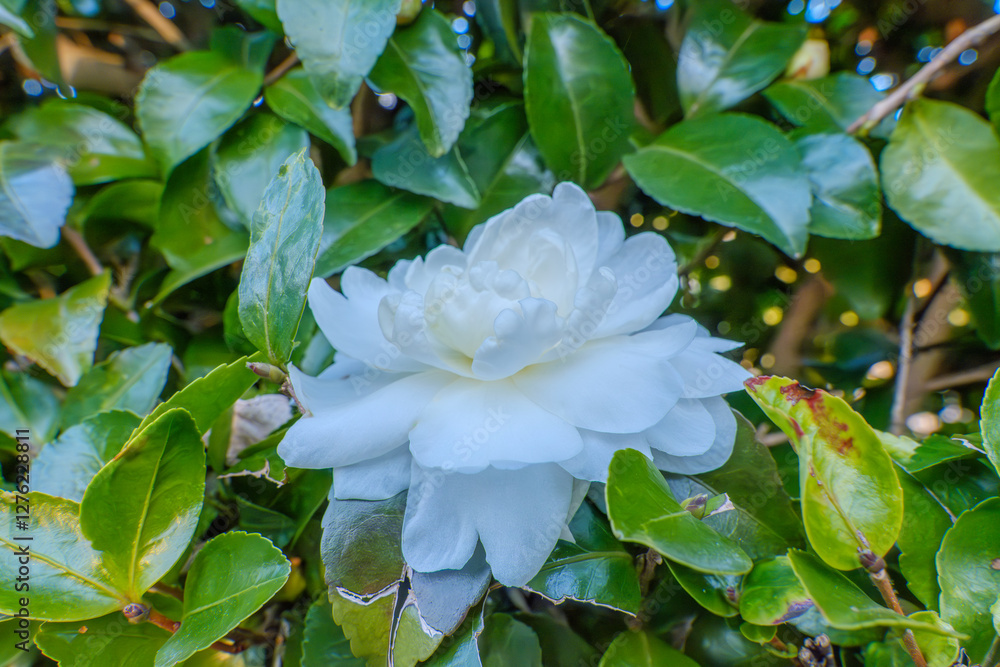 白いサザンカの花が咲く 白いサザンカの花が咲く