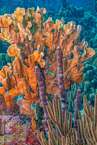 Caribbean coral garden, Bonaire photo