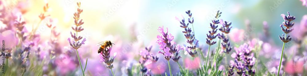 bee collecting nectar on vibrant lavender flowers in sunny field, evoking serene and natural atmosphere. bee collecting nectar on vibrant lavender flowers in sunny field, evoking serene and natural atmosphere.