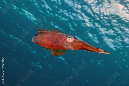 Caribbean reef squid ,Sepioteuthis sepioidea,