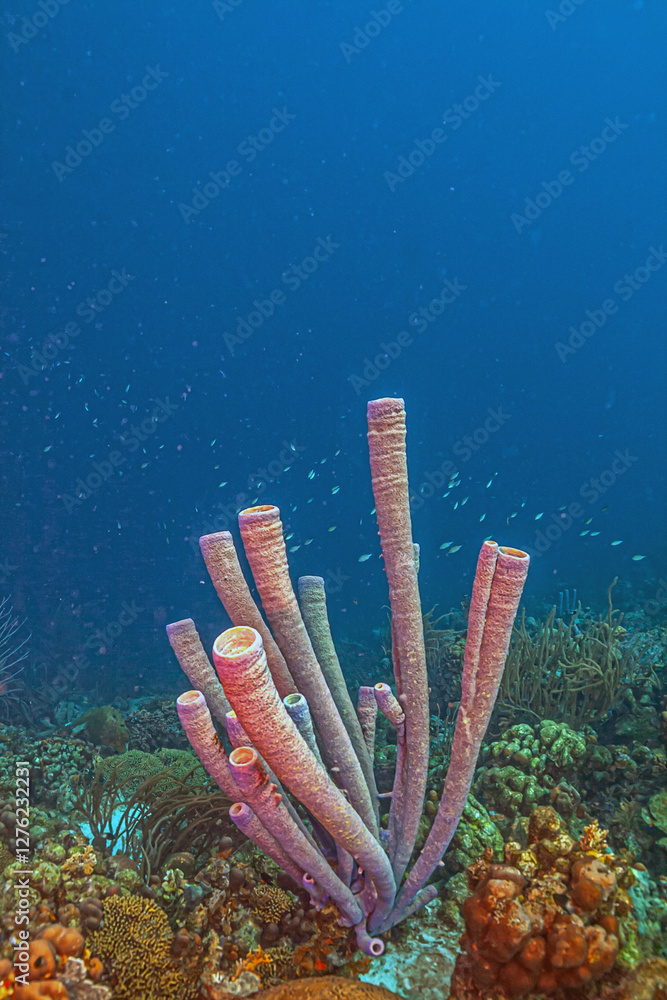 Caribbean coral garden, Bonaire