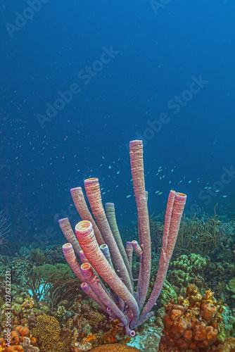 Obraz na płótnie Caribbean coral garden, Bonaire w salonie