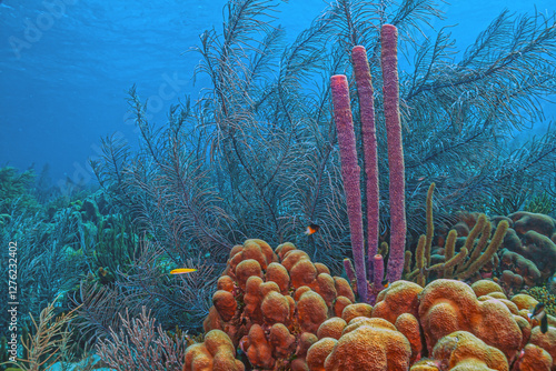 Caribbean coral garden, Bonaire