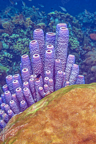 Caribbean coral garden, Bonaire