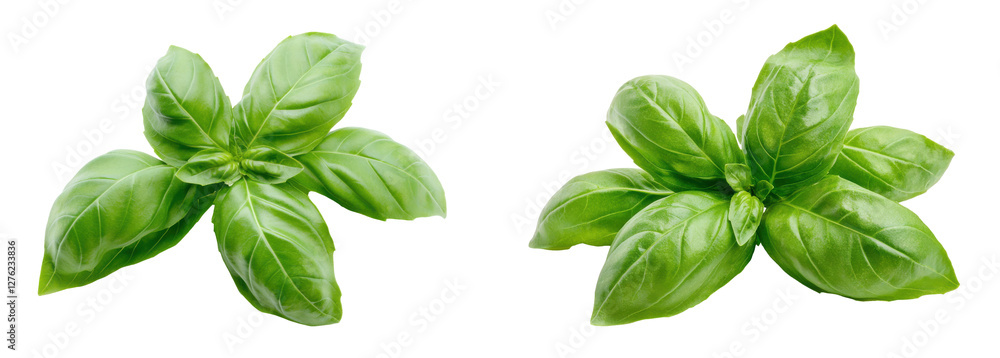 Fresh basil leaves on a white background for cooking and herbal themes., transparent background. Fresh basil leaves on a white background for cooking and herbal themes., transparent background.