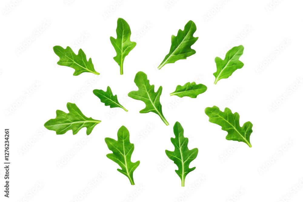 Naklejka premium Fresh green oak leaves arranged artistically on a dark background., transparent background.