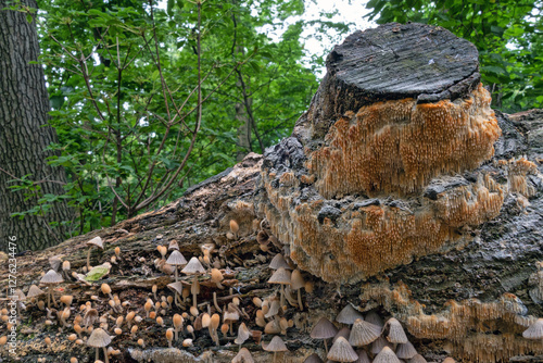 Obraz na płótnie Fungus and wild mushrooms on tree stump w salonie