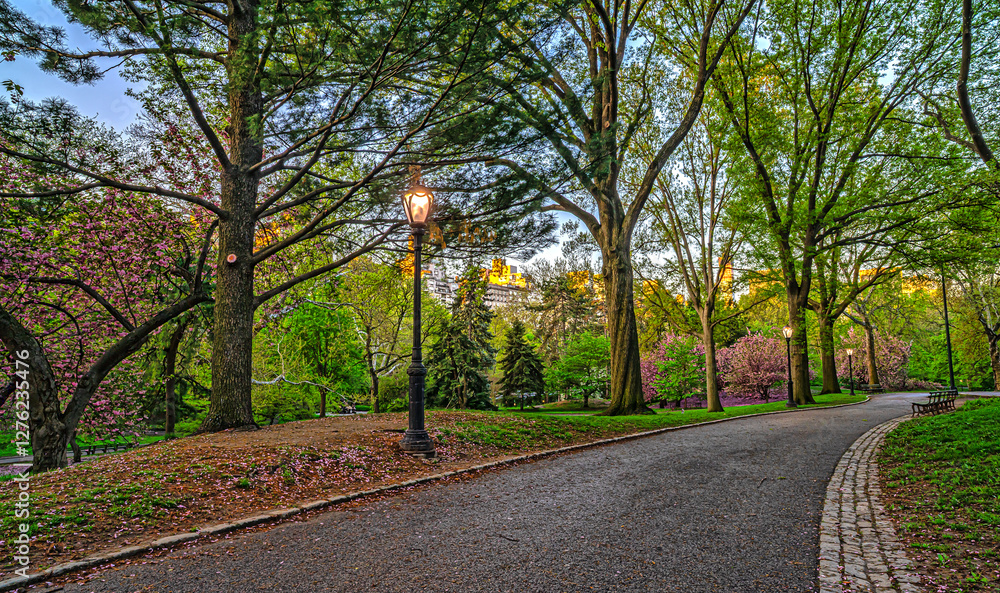 Central Park in spring, Cherry trees in Spring
