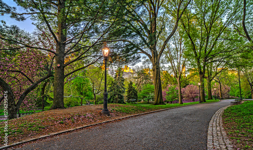 Obraz na płótnie Central Park in spring, Cherry trees in Spring w salonie