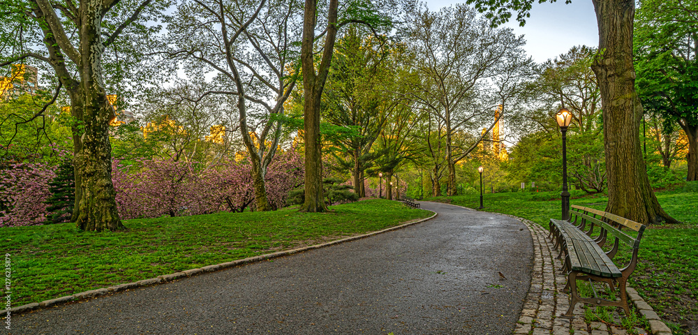 Central Park in spring, Cherry trees in Spring