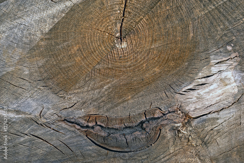 Obraz na płótnie Cross section of log in forest w salonie
