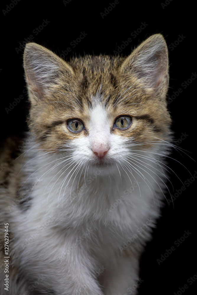 Portrait of a small tabby striped brown kitty staring to a camera, studio shot, black background Portrait of a small tabby striped brown kitty staring to a camera, studio shot, black background