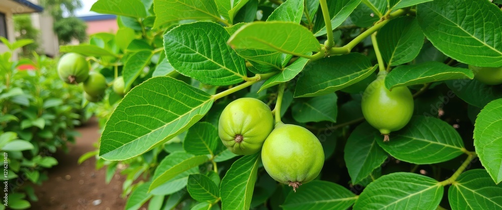 Green unripe fruits growing on a bush surrounded by lush green leaves in a garden setting. Green unripe fruits growing on a bush surrounded by lush green leaves in a garden setting.