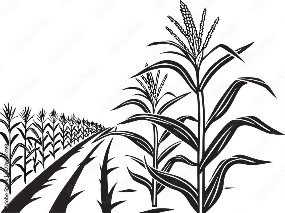 Obraz premium Black and white illustration, cornfield, rows of corn plants, perspective drawing, detailed line art, agricultural landscape, geometric patterns, vanishing point, stylized crop field, minimalist farm 