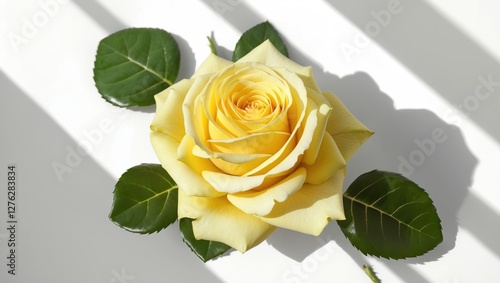 Yellow rose flower with green leaves on white background illuminated by soft light and shadows. photo