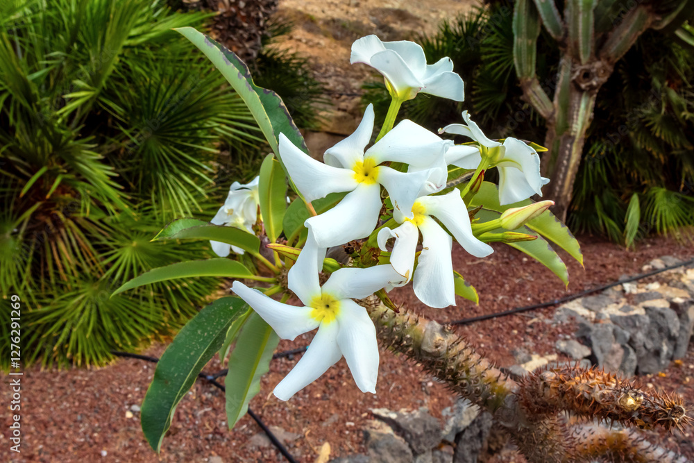 Close up view of bloomimg Pachypodium lamerei Drake