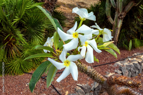  Close up view of bloomimg Pachypodium lamerei Drake