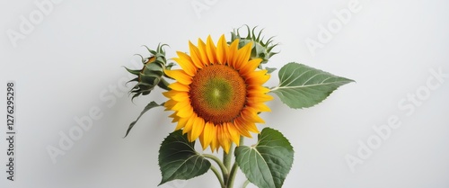 Wallpaper Mural Sunflower with green buds and leaves isolated on white background displaying natural beauty and vibrant colors Torontodigital.ca