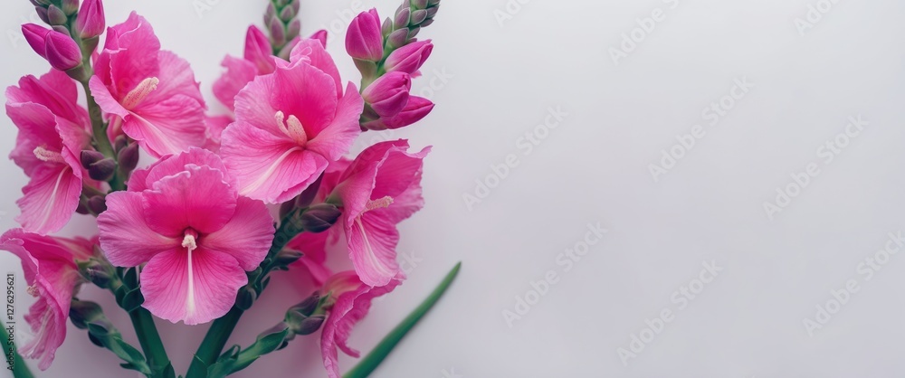Pink gladiolus flowers with green leaves arranged on a plain background Pink gladiolus flowers with green leaves arranged on a plain background