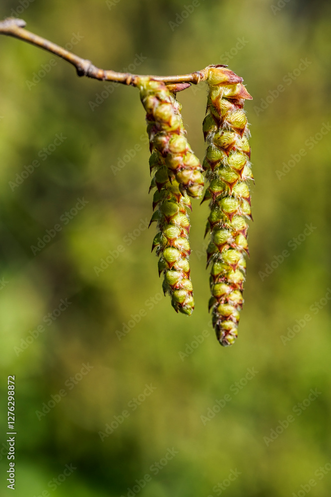 Close-up of the hazelnut inflorescence in a park in Wiesbaden Close-up of the hazelnut inflorescence in a park in Wiesbaden