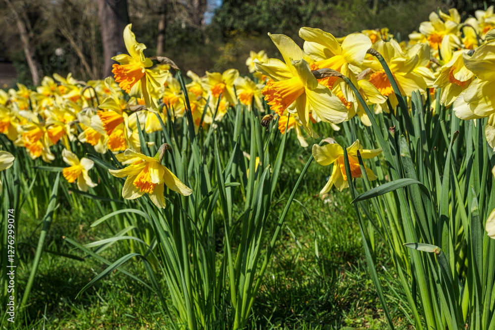 Fototapeta premium Close-up of yellow flowering daffodils in the spa gardens of Wiesbaden