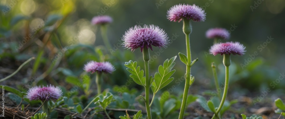Purple flower cluster with fuzzy blooms in natural setting surrounded by green foliage and blurred background. Purple flower cluster with fuzzy blooms in natural setting surrounded by green foliage and blurred background.