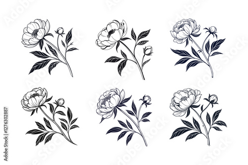 Peony (Paeonia spp.) silhouette vector illustration