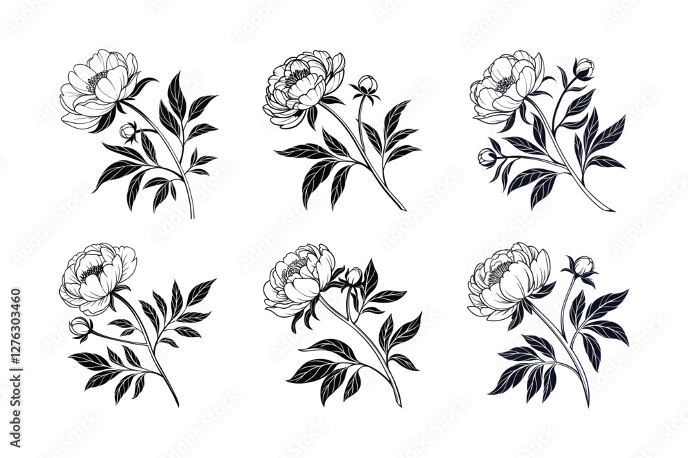 Peony (Paeonia spp.) silhouette vector illustration Peony (Paeonia spp.) silhouette vector illustration