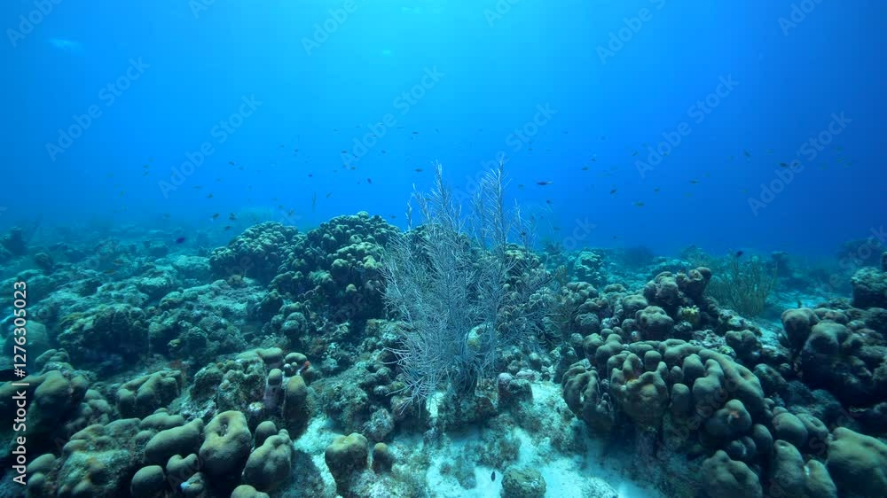 Undersea, Soft Coral in the Caribbean Sea Undersea, Soft Coral in the Caribbean Sea