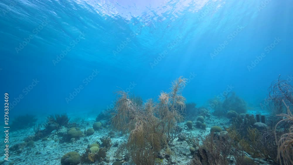 Undersea, Soft Coral in the Caribbean Sea Undersea, Soft Coral in the Caribbean Sea