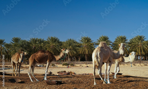 Douz,la porta del deserto, villaggio situato ai margini del Deserto del Sahara. Tunisia photo