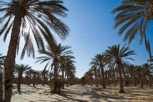 Douz,la porta del deserto, villaggio situato ai margini del Deserto del Sahara. Tunisia photo