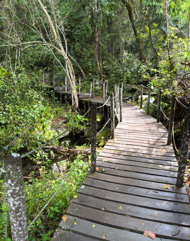 Obraz premium Wood path at Tsitsikamma national park, South Africa. Empty walkway and green trees